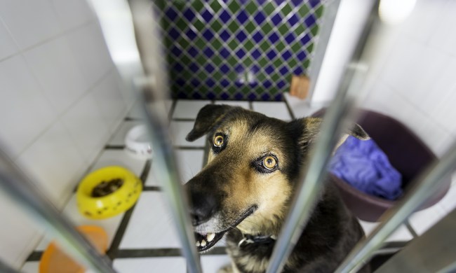 A Shepherd dog sits in a kennel at an animal shelter