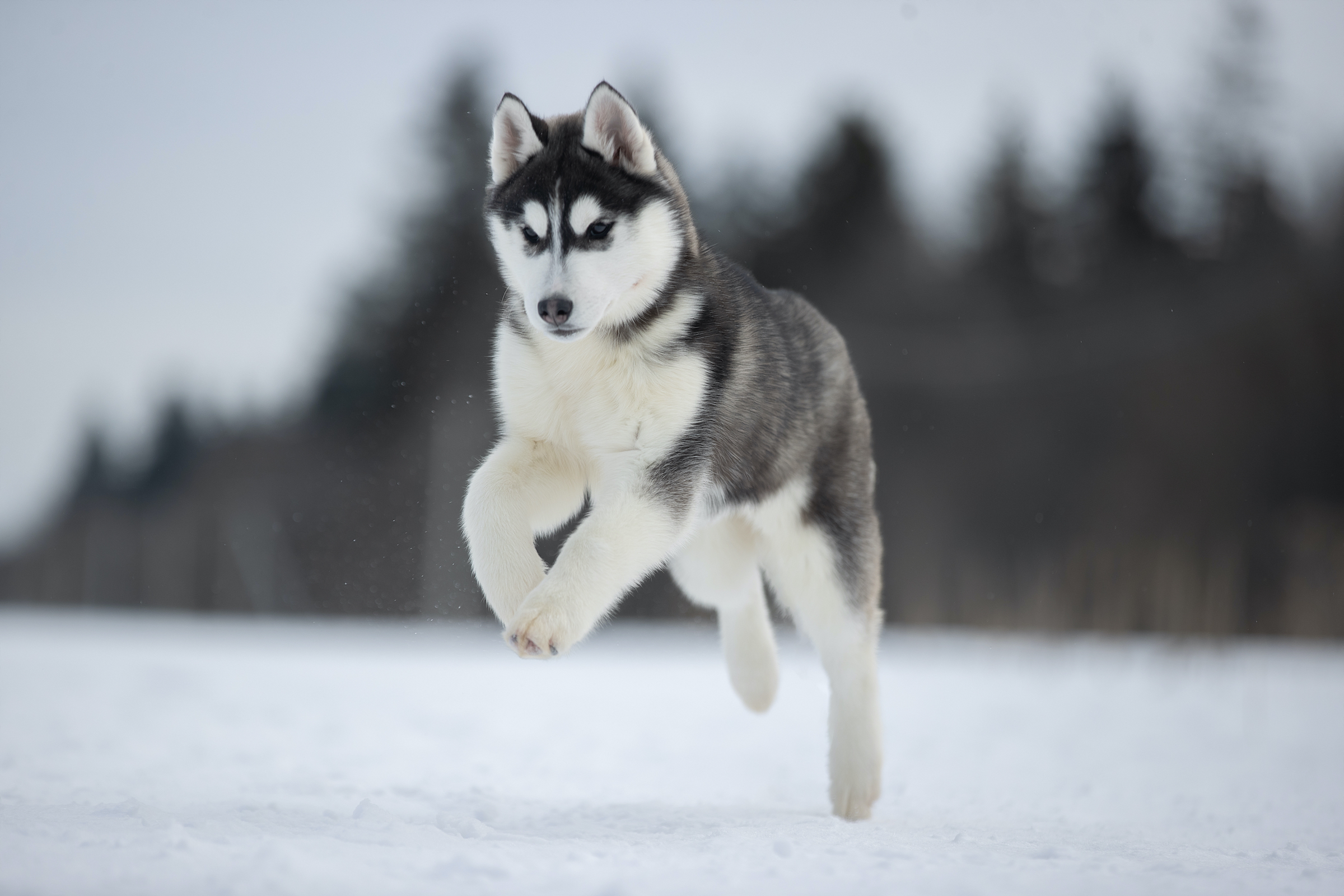 A husky jumps happily through the snow