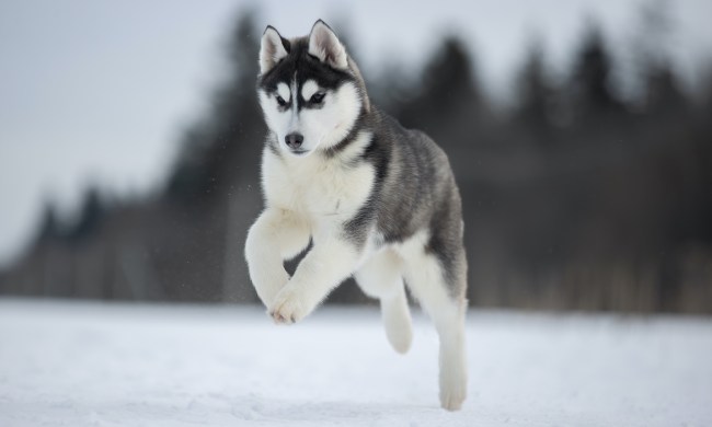 A husky jumps happily through the snow
