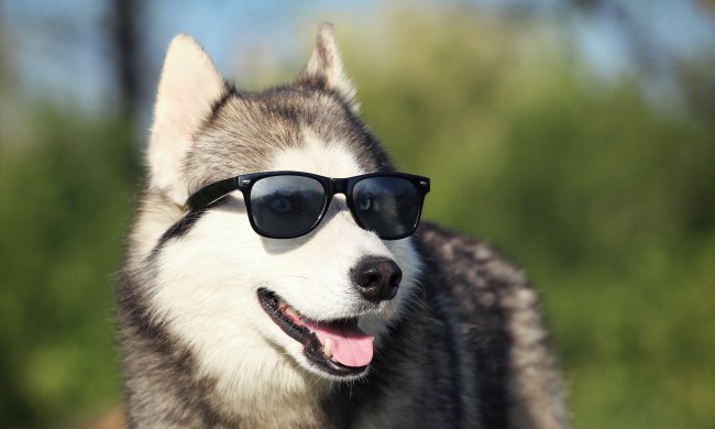 A Siberian Husky wearing sunglasses looks to the side, mouth open slightly