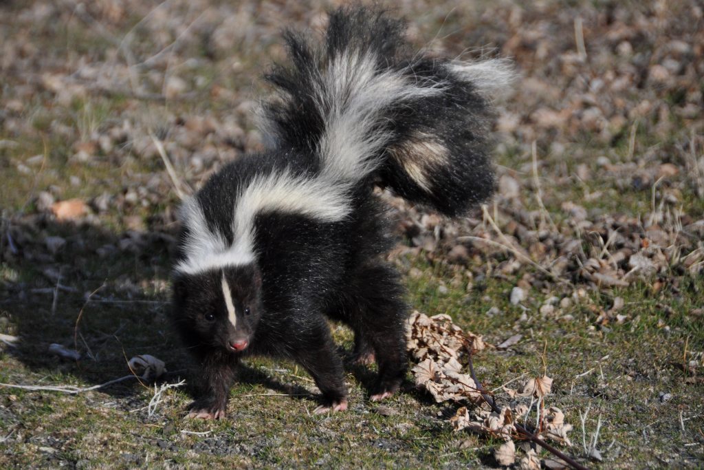 Skunkas sėdi kieme