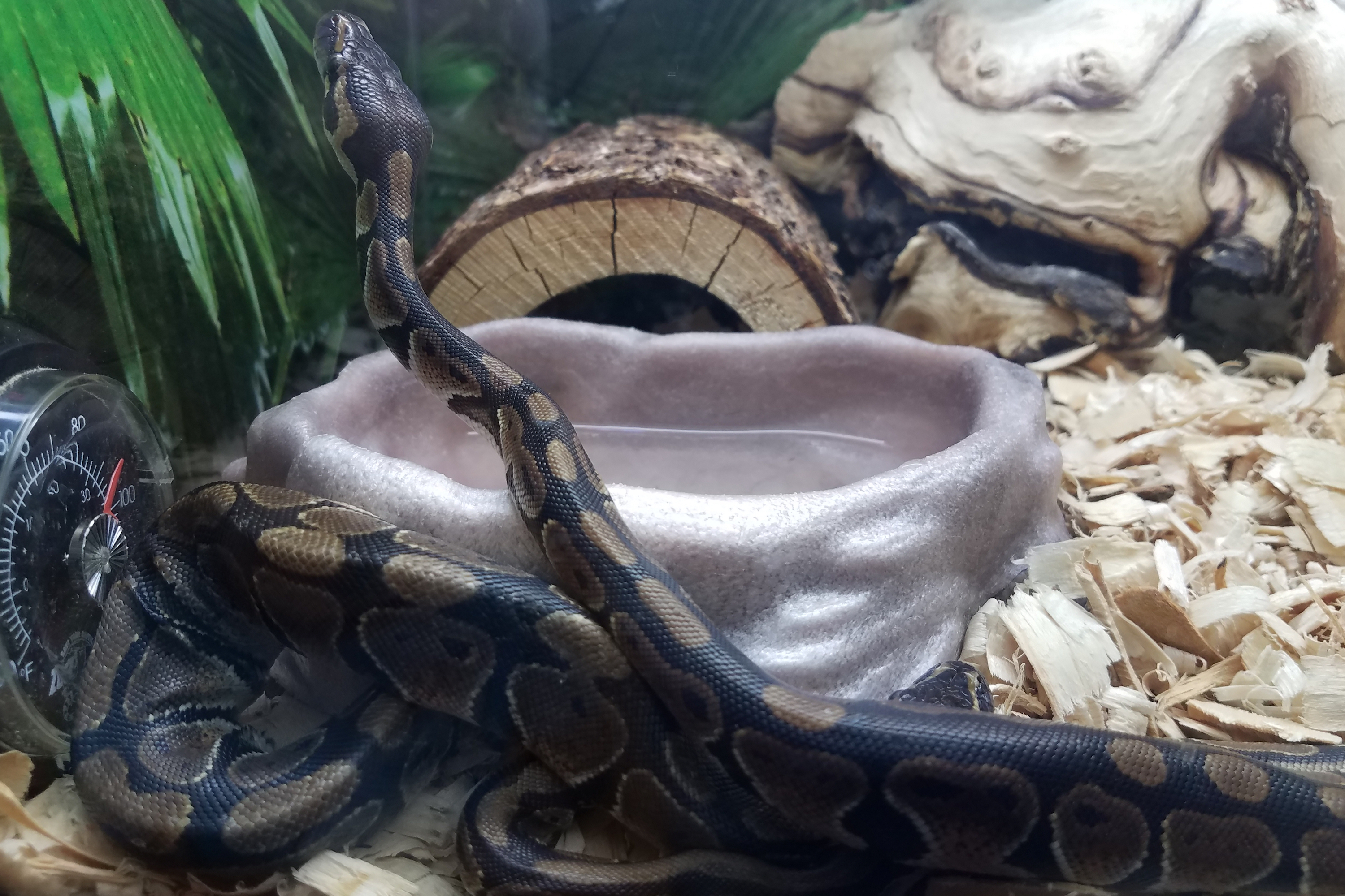 Snake in his habitat with water and heat