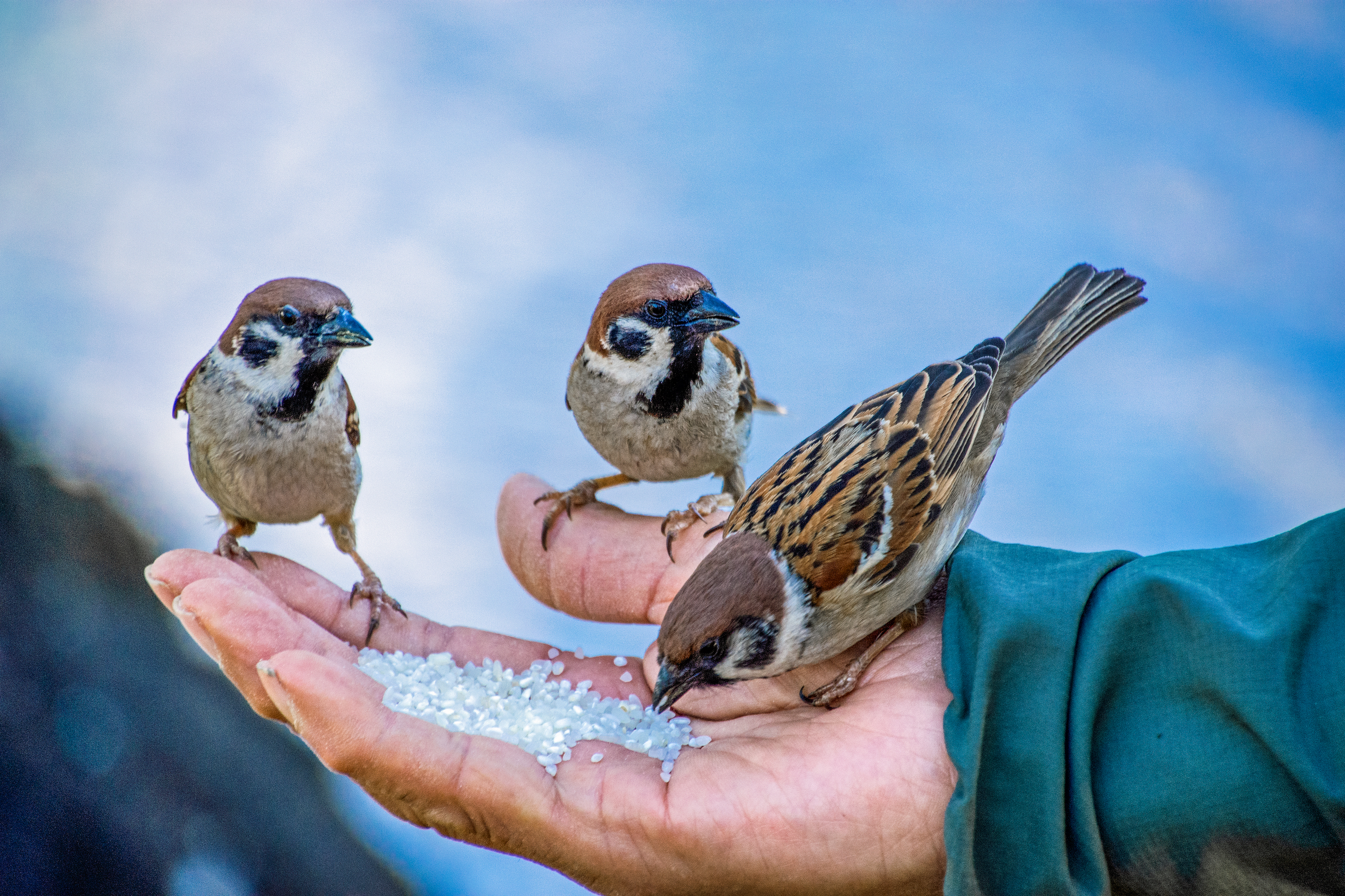 Sparrows eat rice out of a man's hand