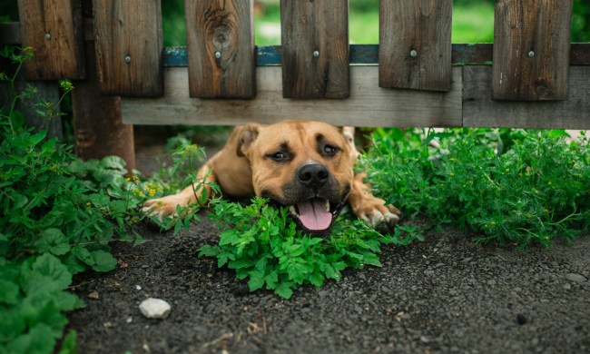 A dog digs under a fence