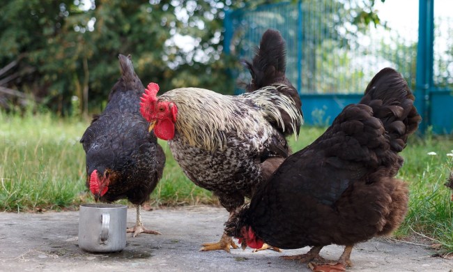 Three chickens eat while outside in their backyard