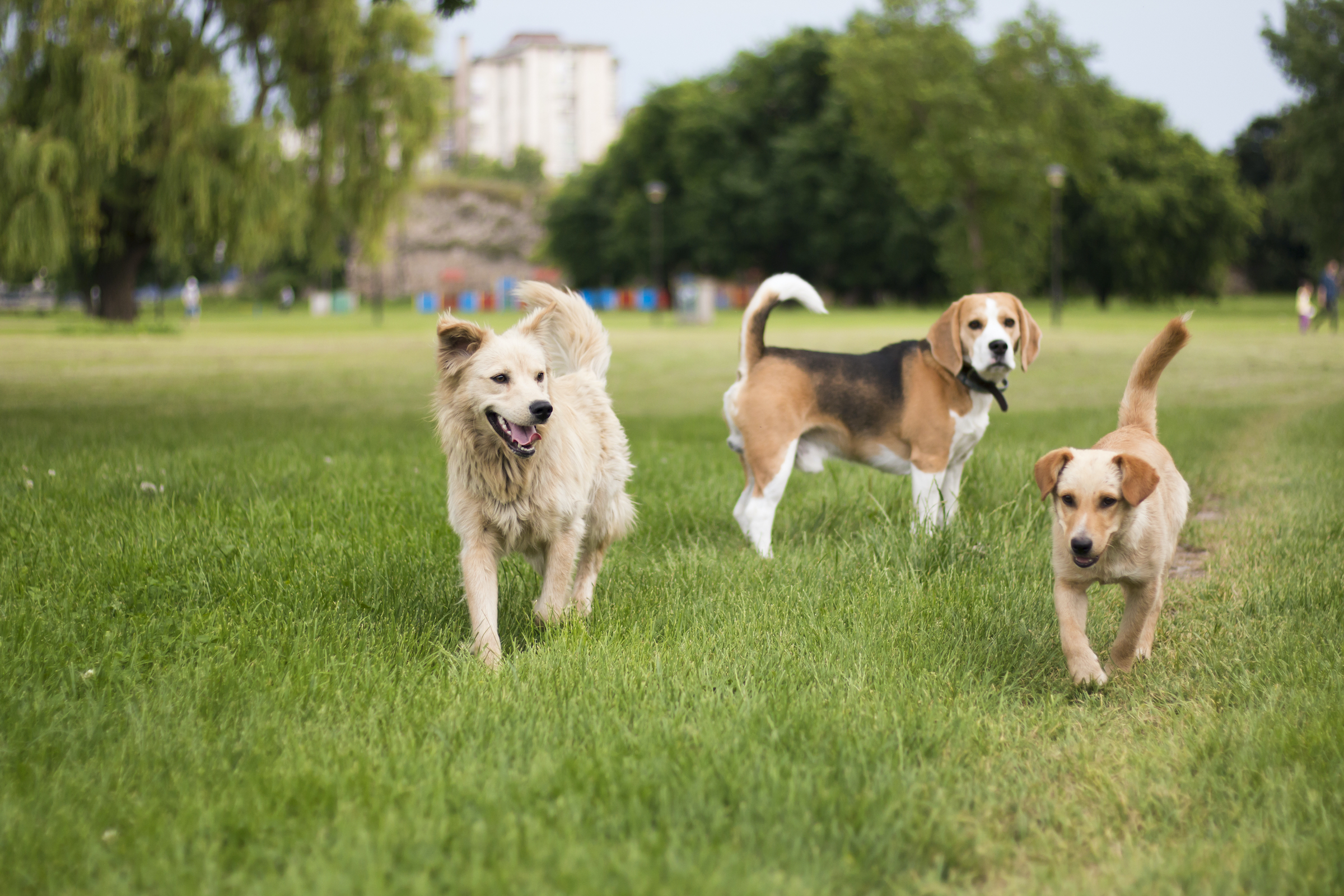 Three small dogs stand in the grass at a dog park