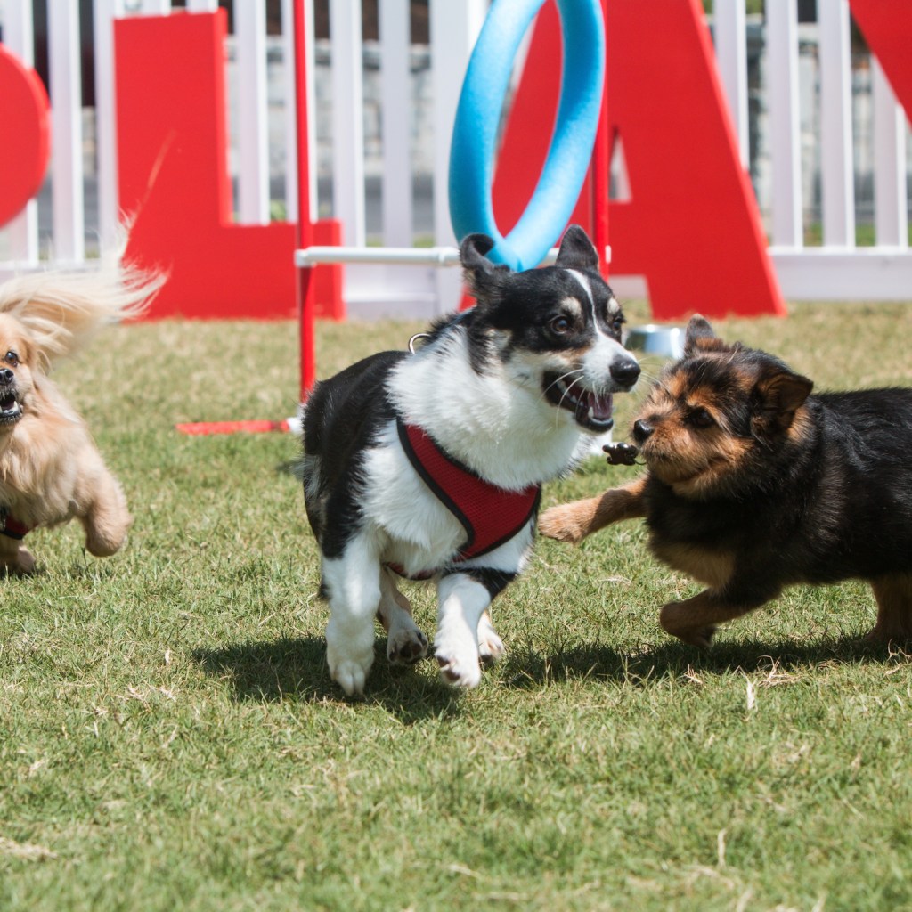 Three small dogs at a dog park