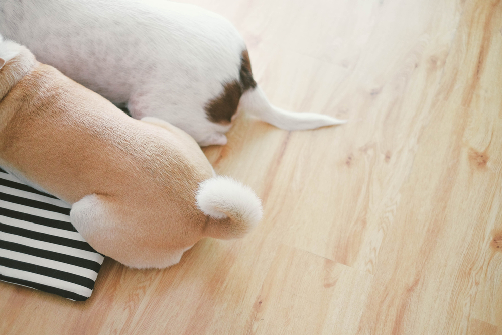 Two brown dogs lying on a wood laminate floor; the focus is on their tails.