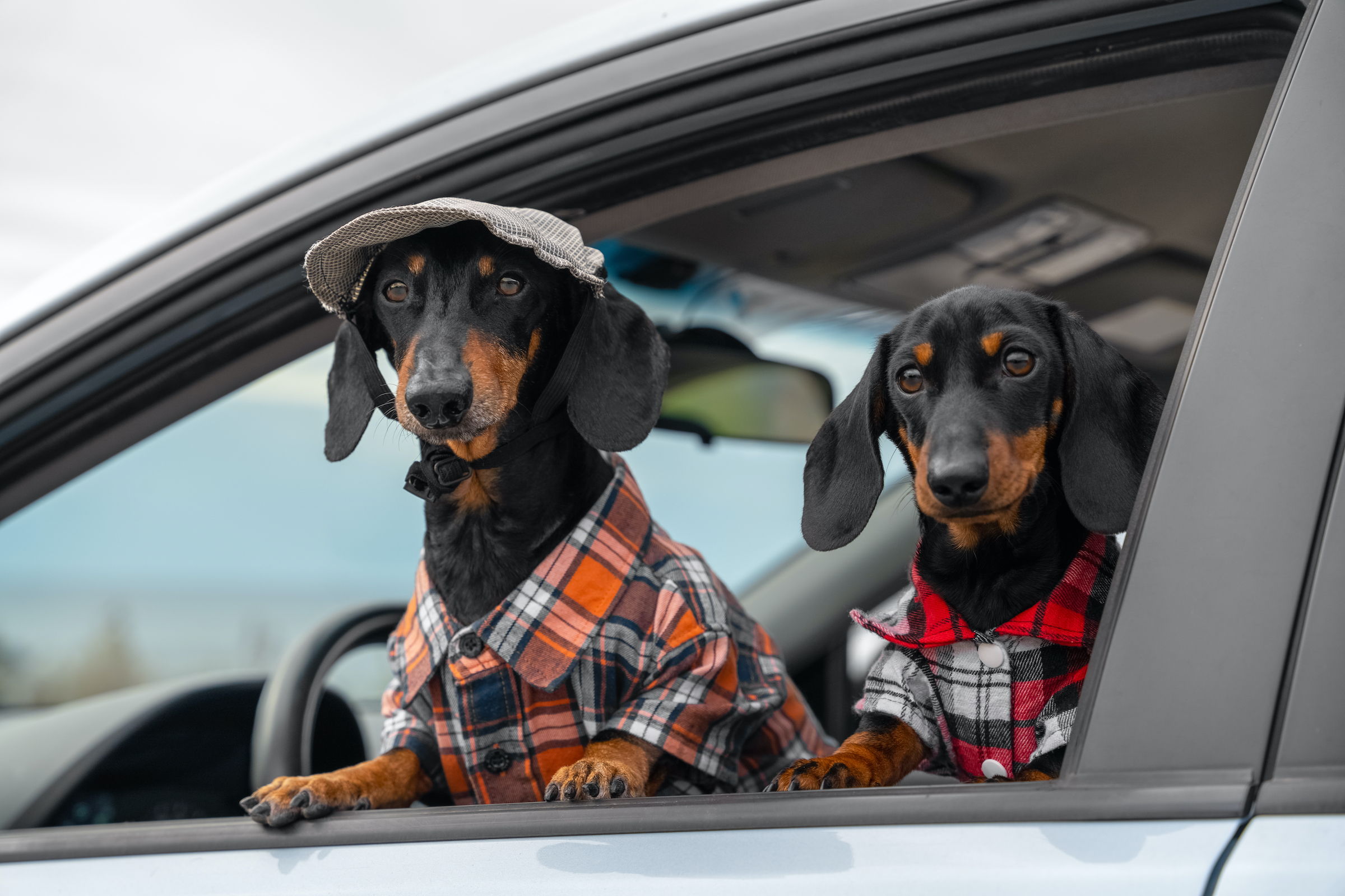 How Long Do Dachshunds Live? The Truth Might Surprise You