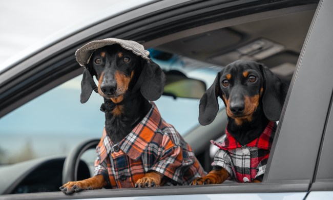 Two brown and black Dachshunds stand at the driver's door of a car