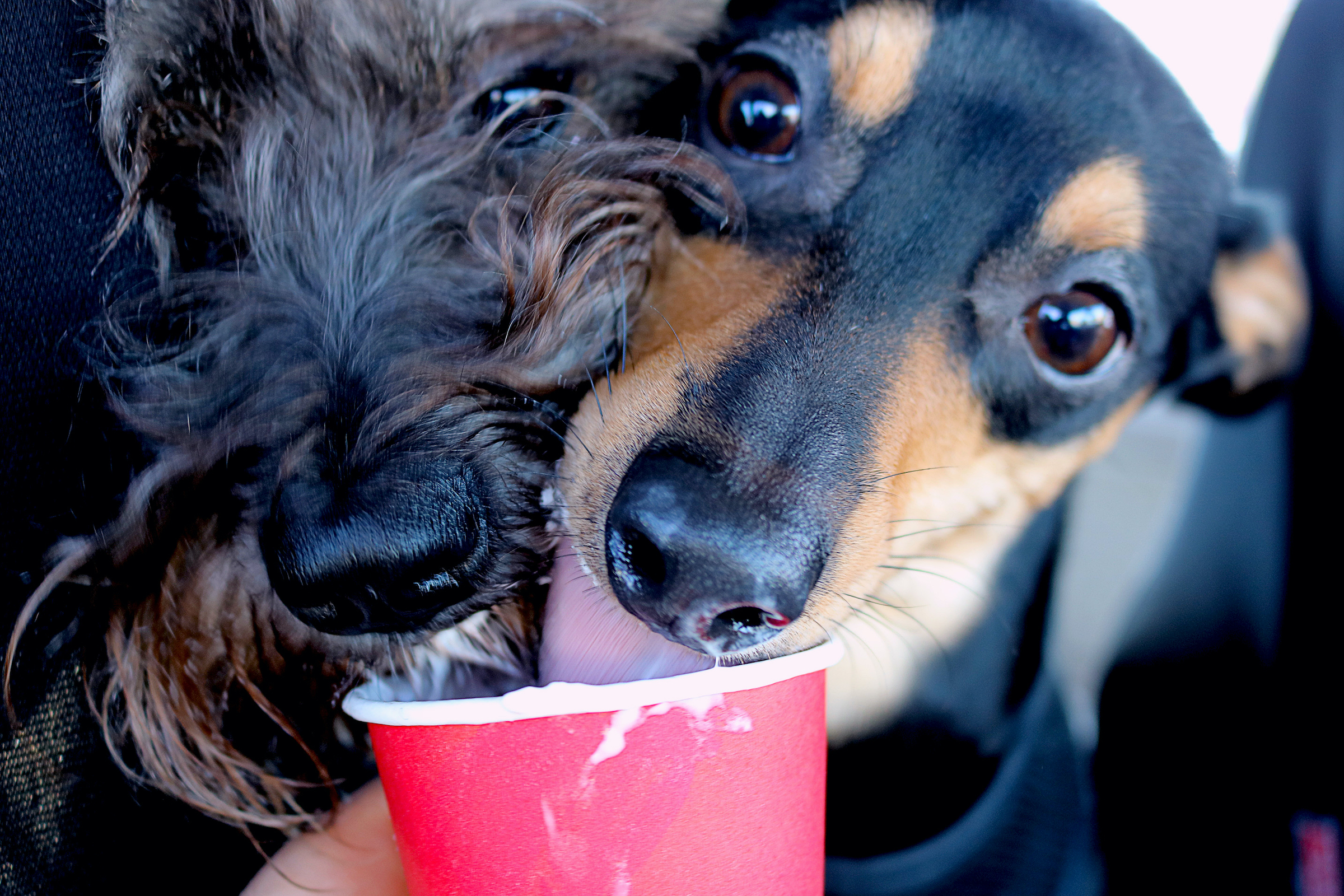 Schnauzer and Jack Russel terrier licking whipped cream out of a red cup