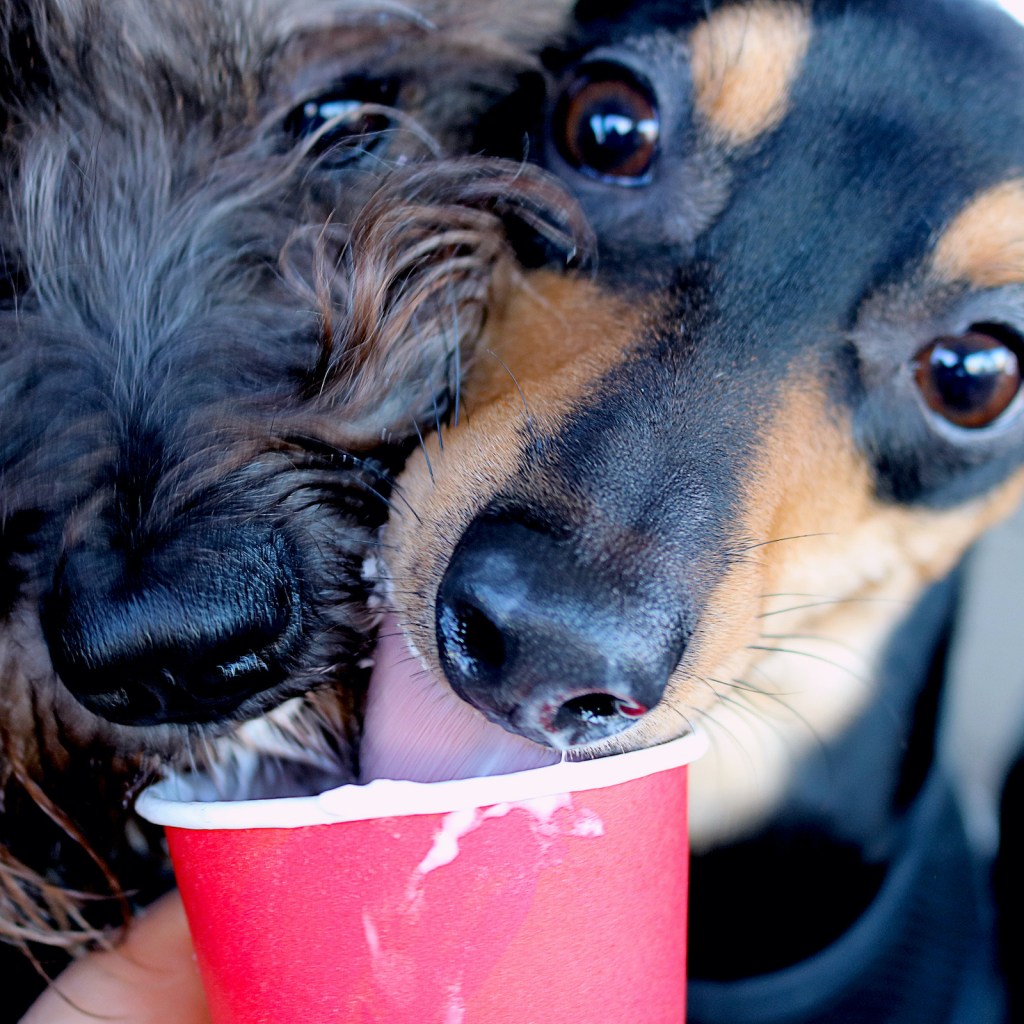Schnauzer and Jack Russel terrier licking whipped cream out of a red cup