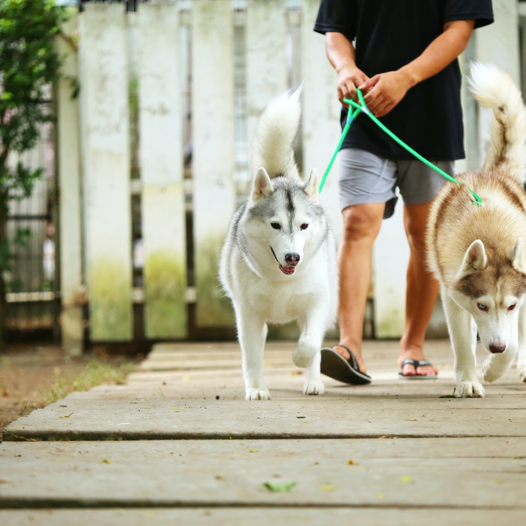 A man walks two Siberian Huskies in a neighborhood