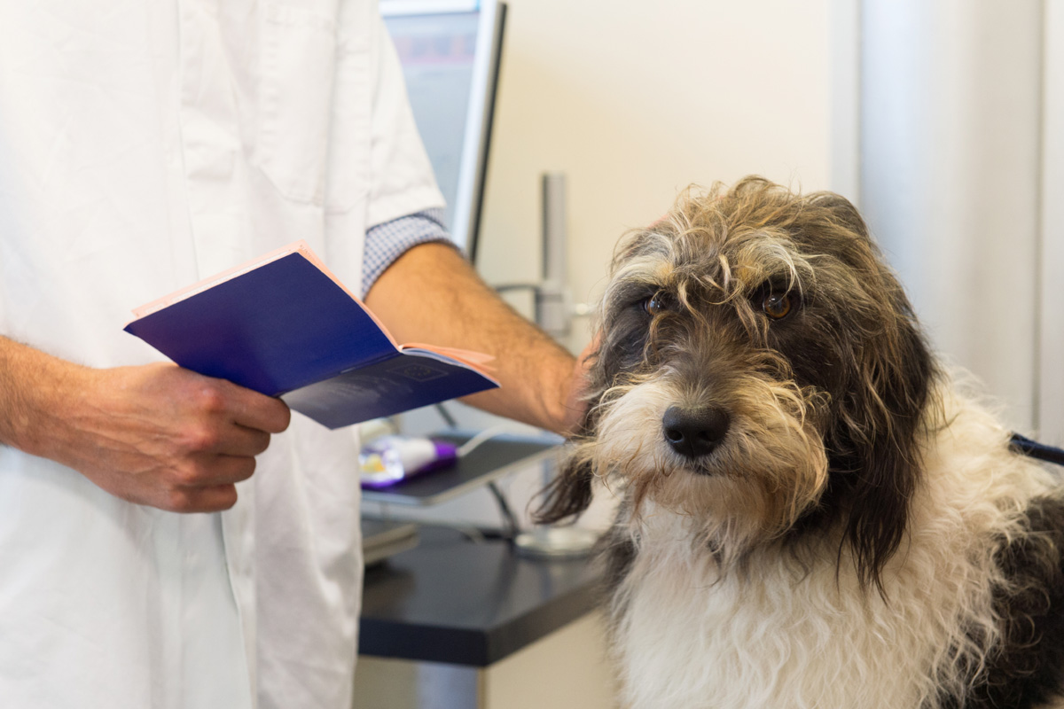 Veterinarian checking health records while dog looks on.