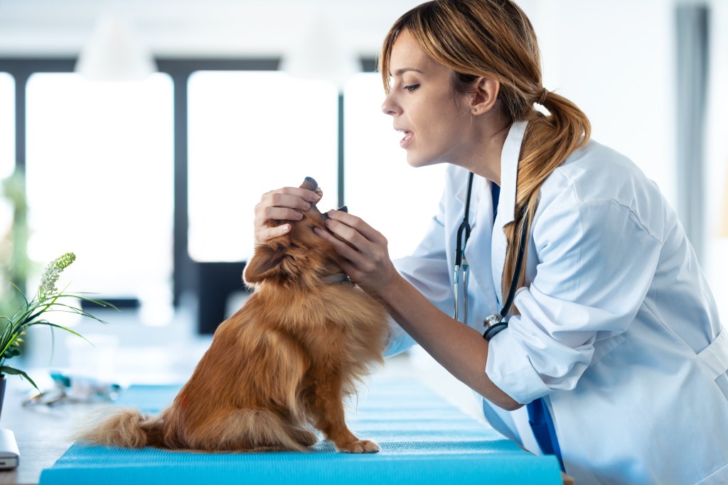 Veterinaras žiūri į mažo šuns, sėdinčio ant stalo, burną