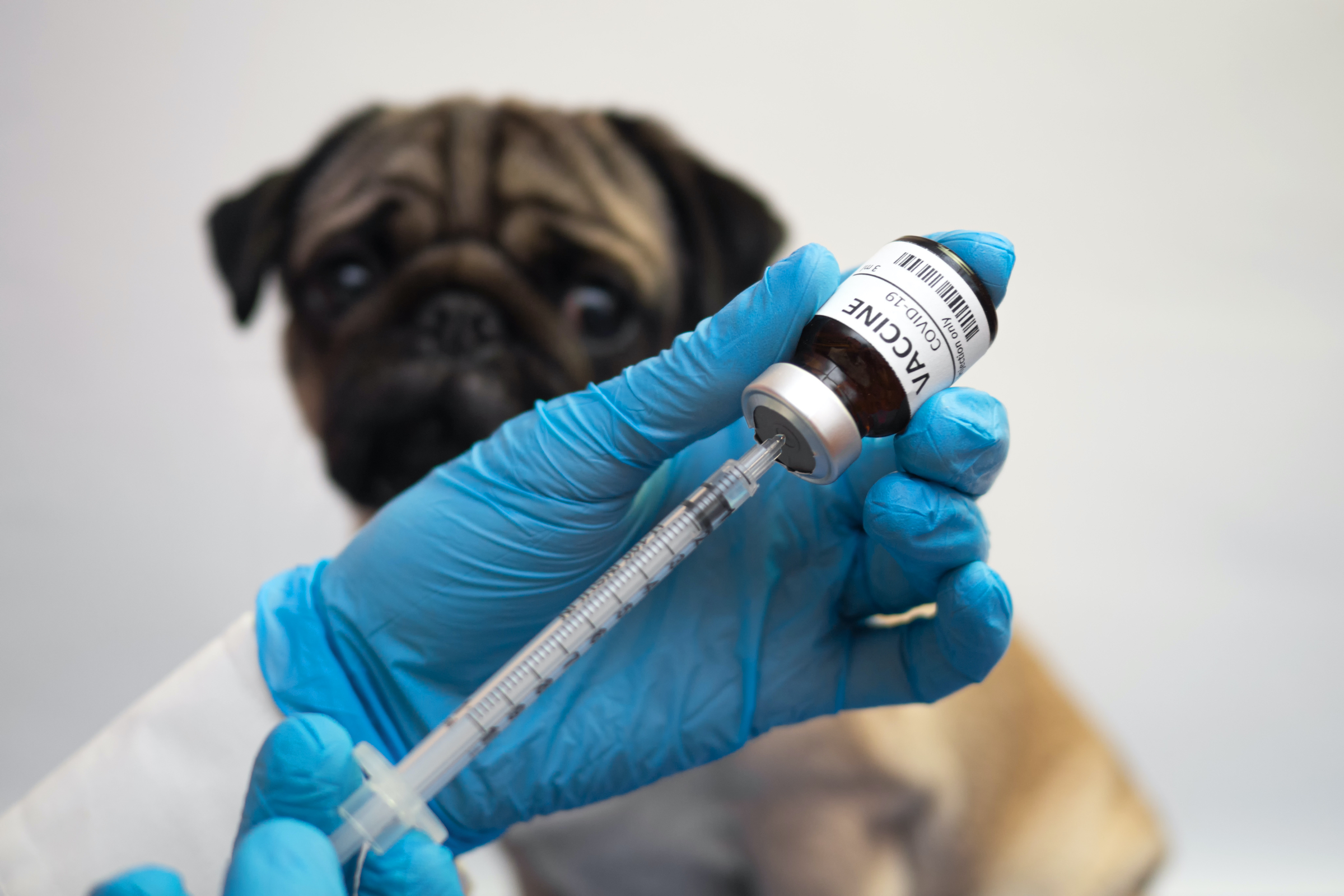 Someone in latex gloves pulls a vaccine into a syringe while a Pug waits in the background