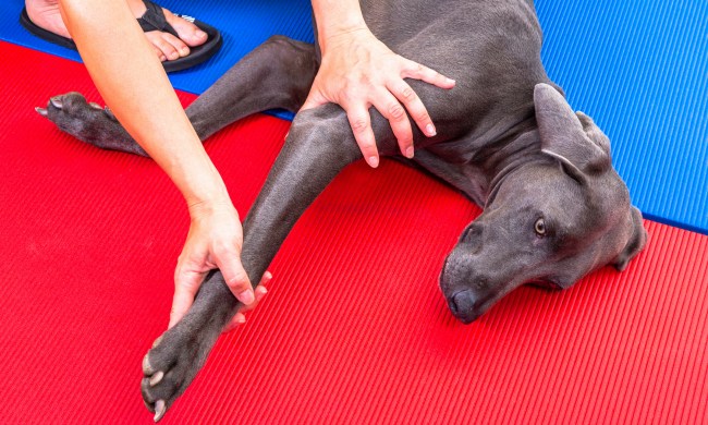 Someone stretches a Weimaraner dog's front leg