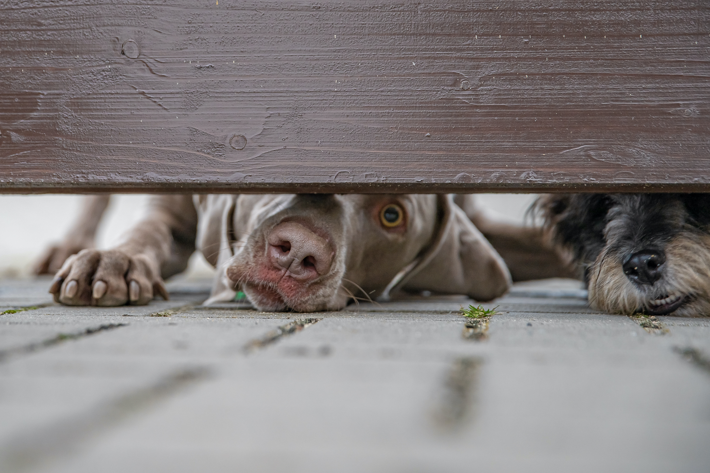 Two dogs crouch and peek beneath the fence