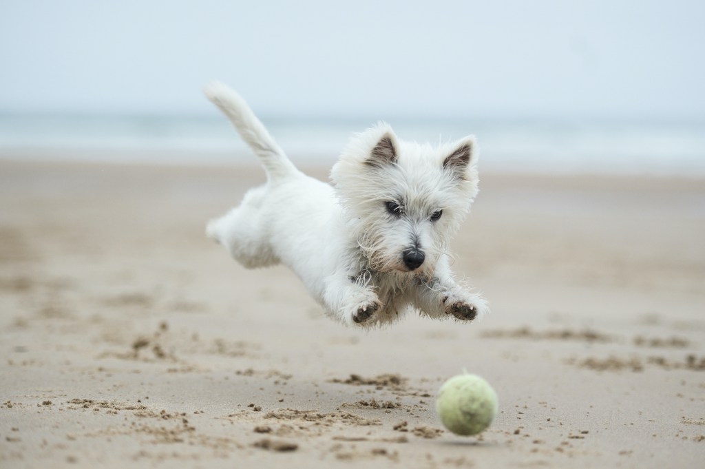 A West Highland White Terrier runs and jumps after a tennis ball on the beach