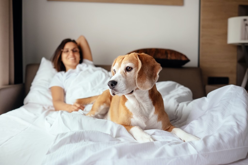 A woman and a beagle lie on a hotel room bed