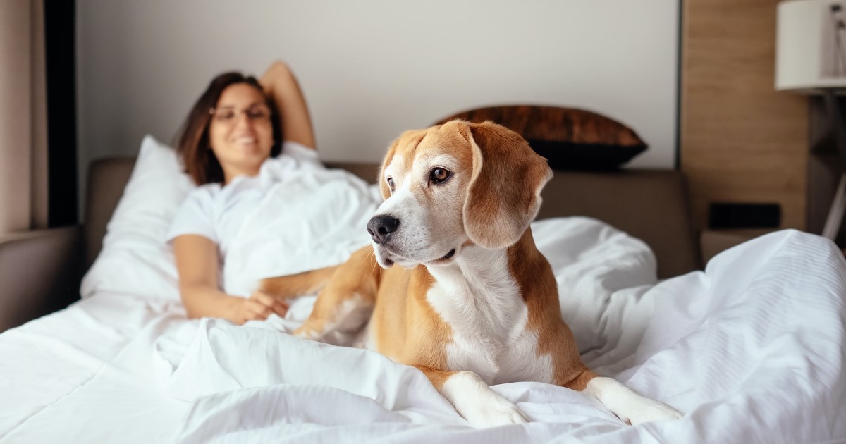 5 Things to Always Look for in a PetFriendly Hotel PawTracks