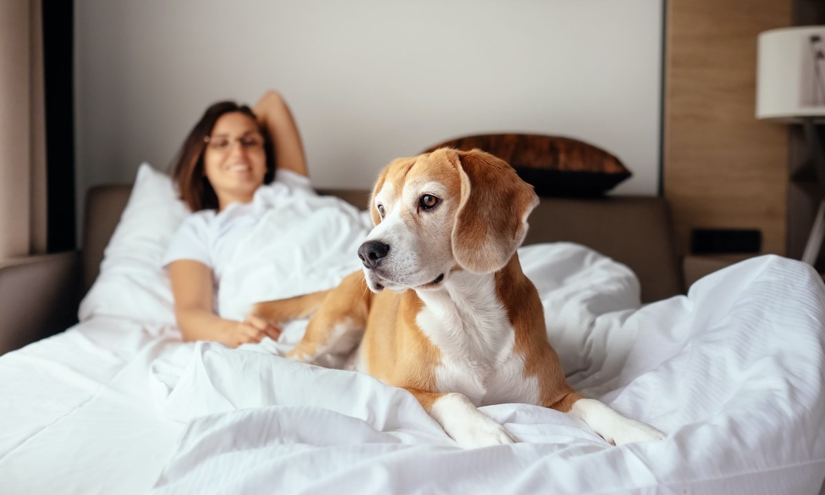A woman and a beagle lie on a hotel room bed