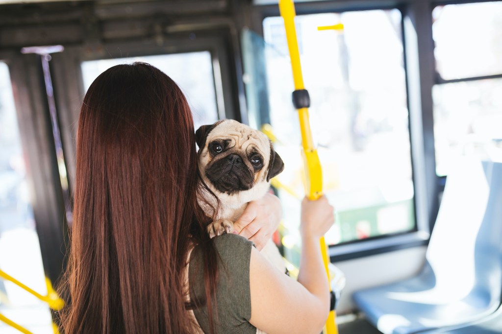 A woman with long hair holds a pug while riding on the city bus