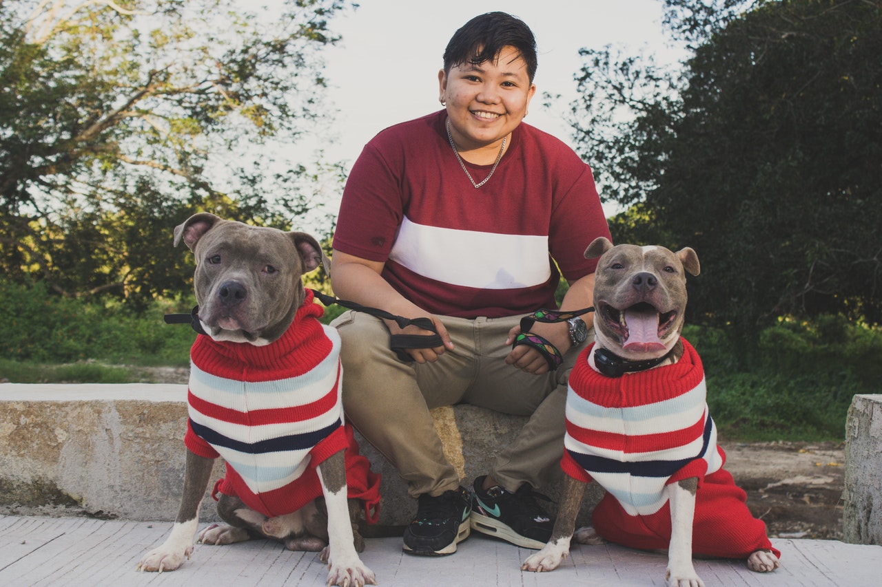 A woman sits with two leashed pit bulls wearing red and white sweaters.