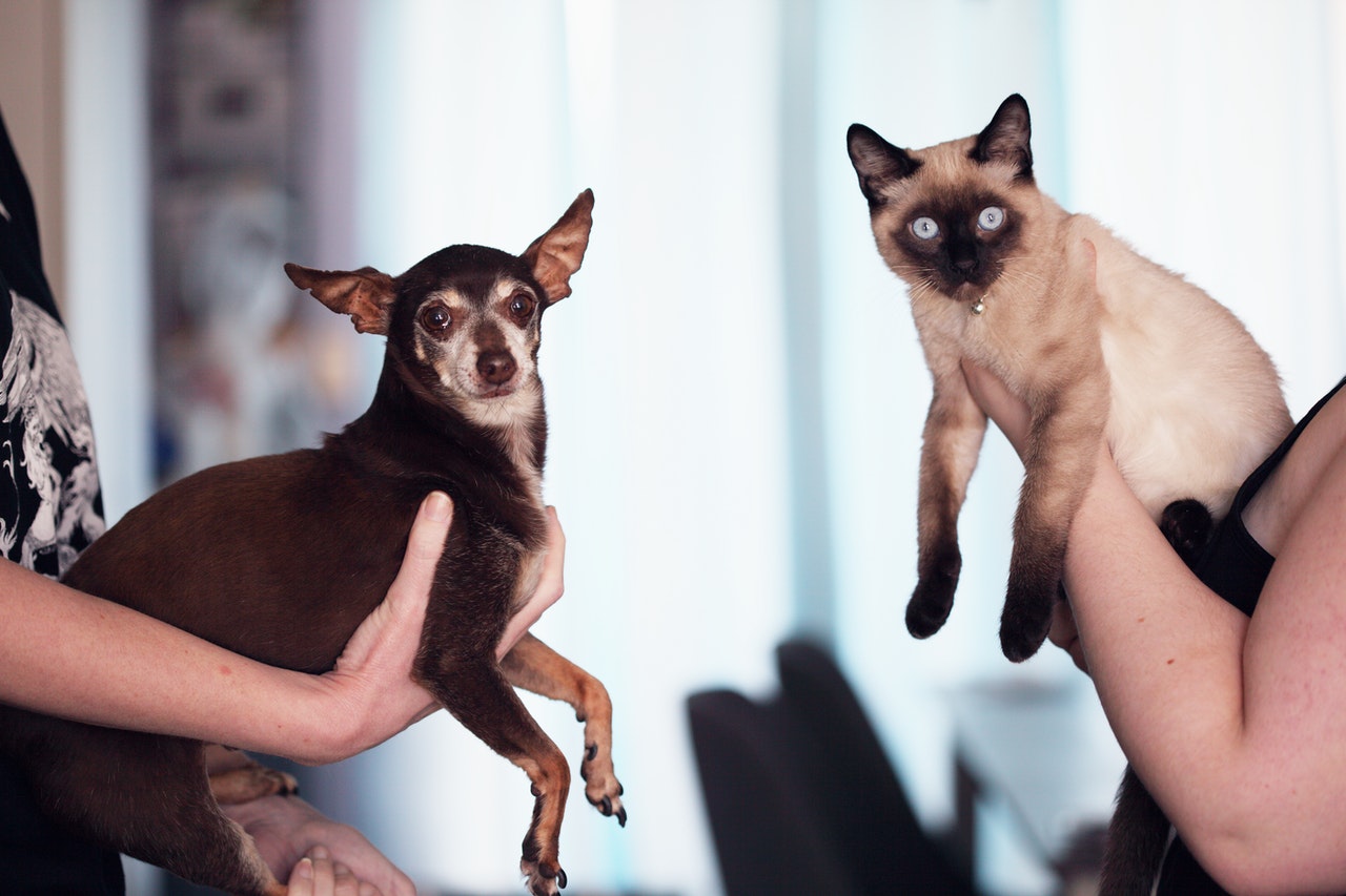 Two women, mostly off-screen, hold a chihuahua and a Siamese cat in frame.