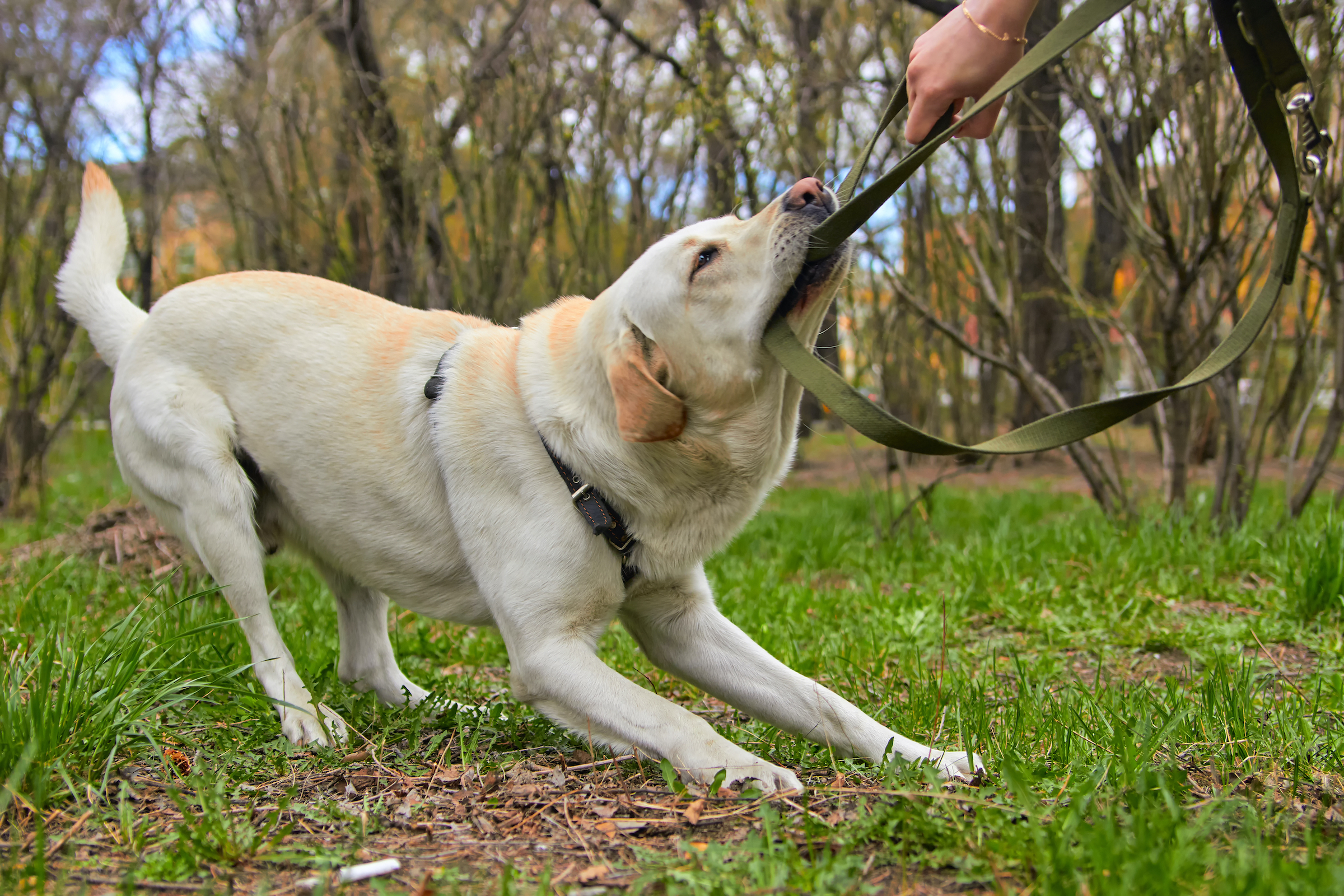 A yellow Labrador retriever bites and pulls on his leash