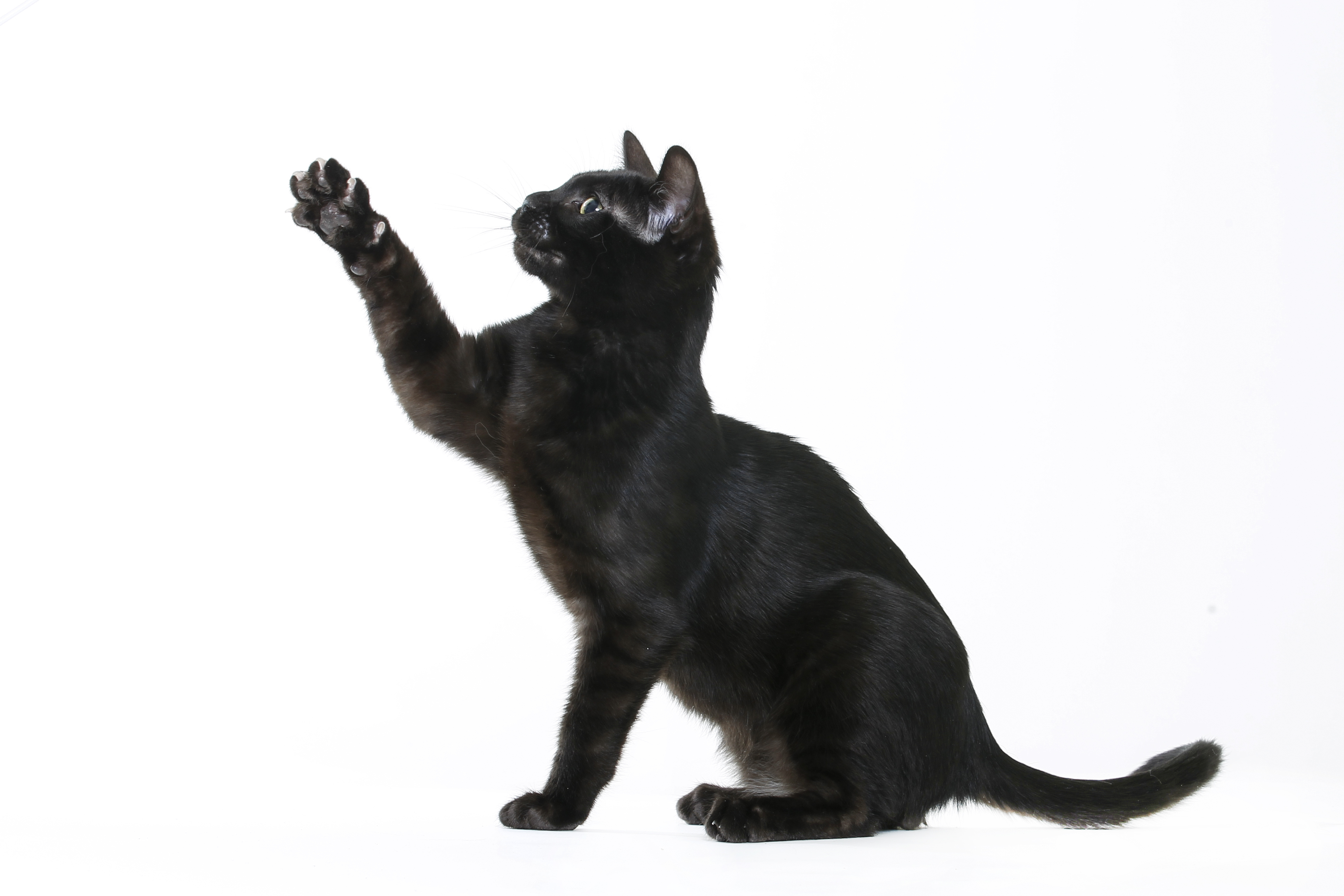 Studio shot of black Bengal cat