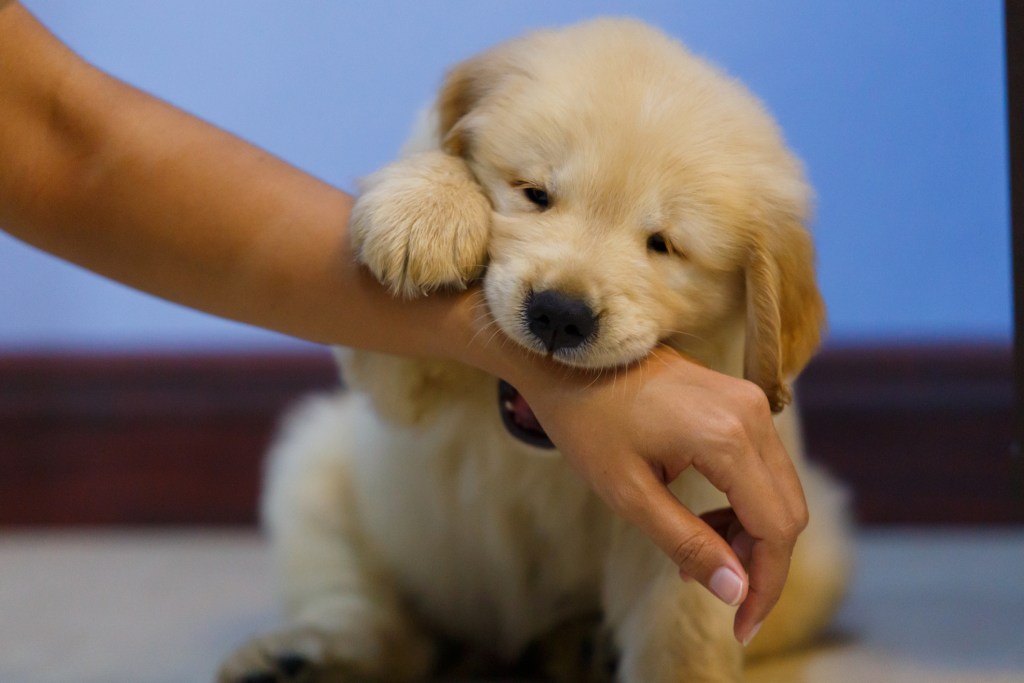 Puppy biting arm