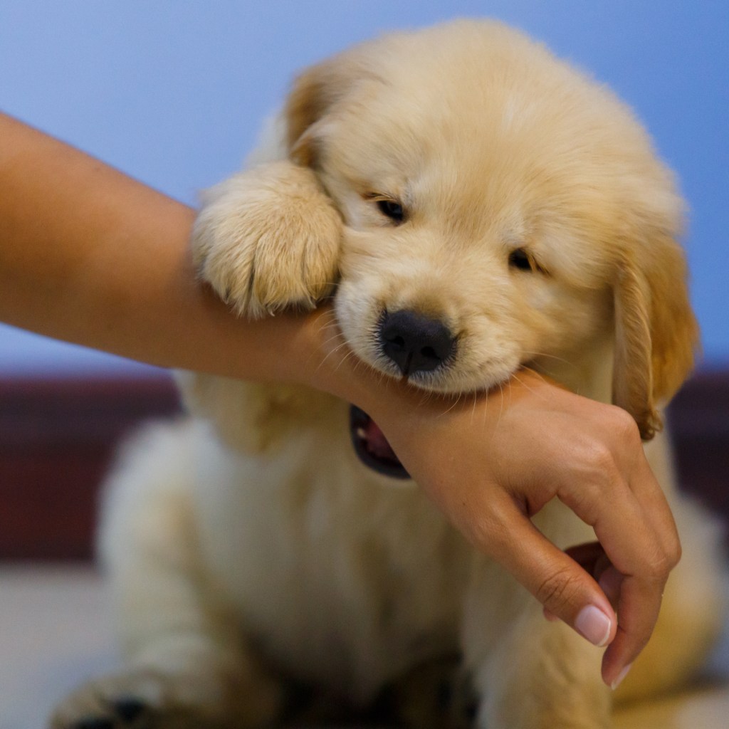Puppy biting arm