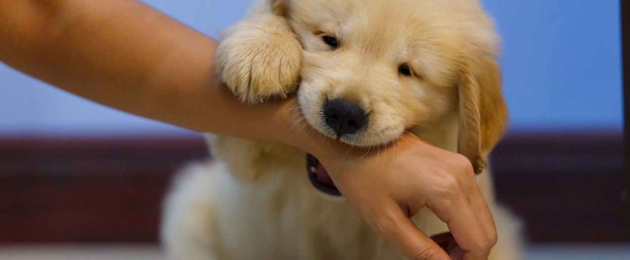 Puppy biting arm