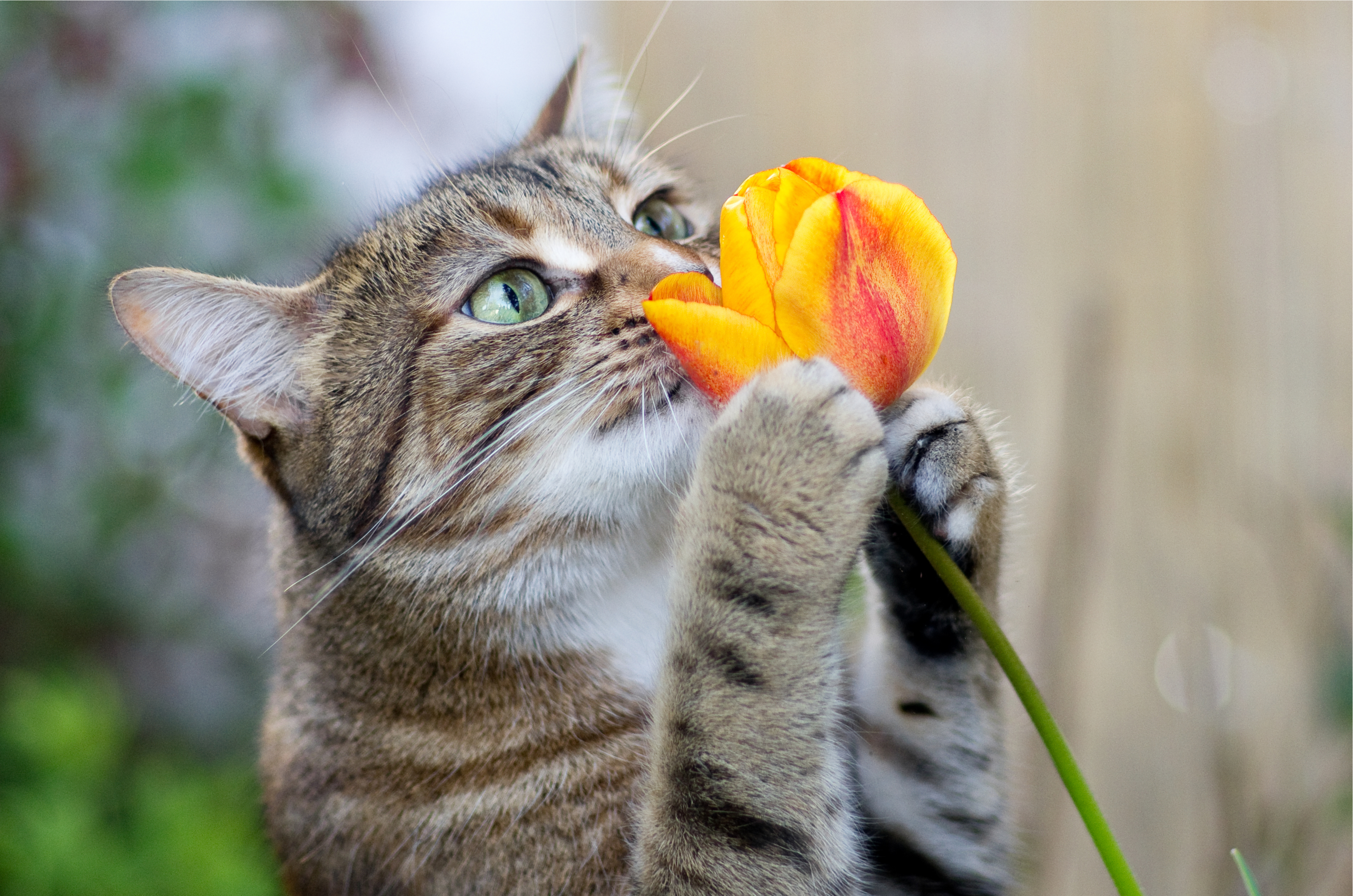 Cat smelling a flower