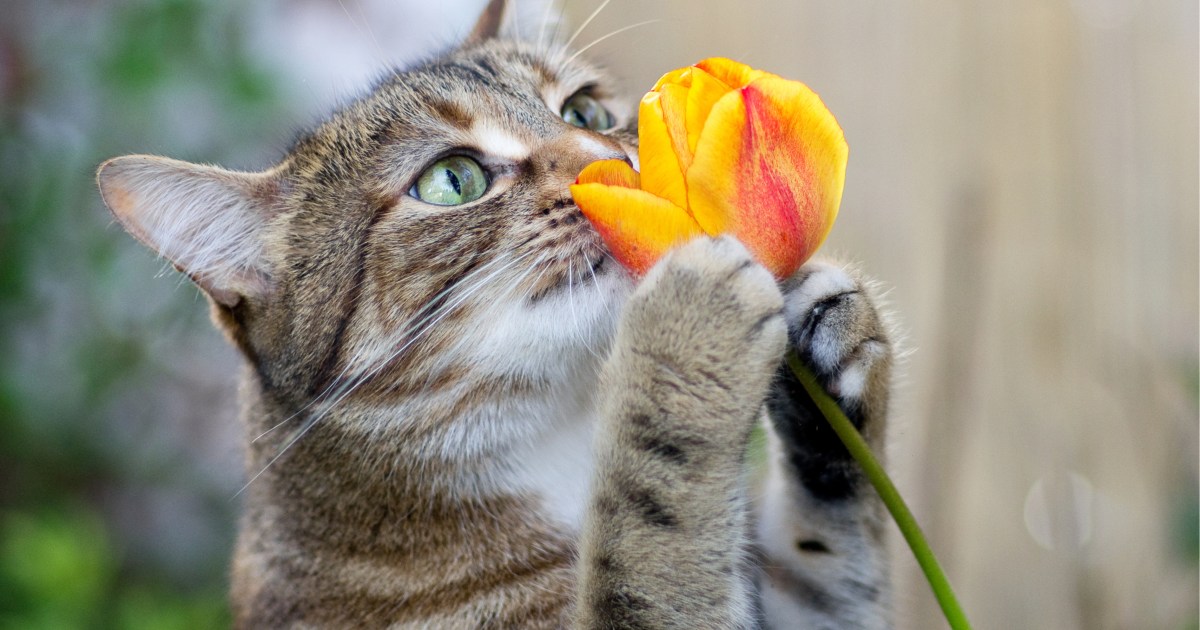 Why Does My Cat Eat My Flower Arrangements? PawTracks