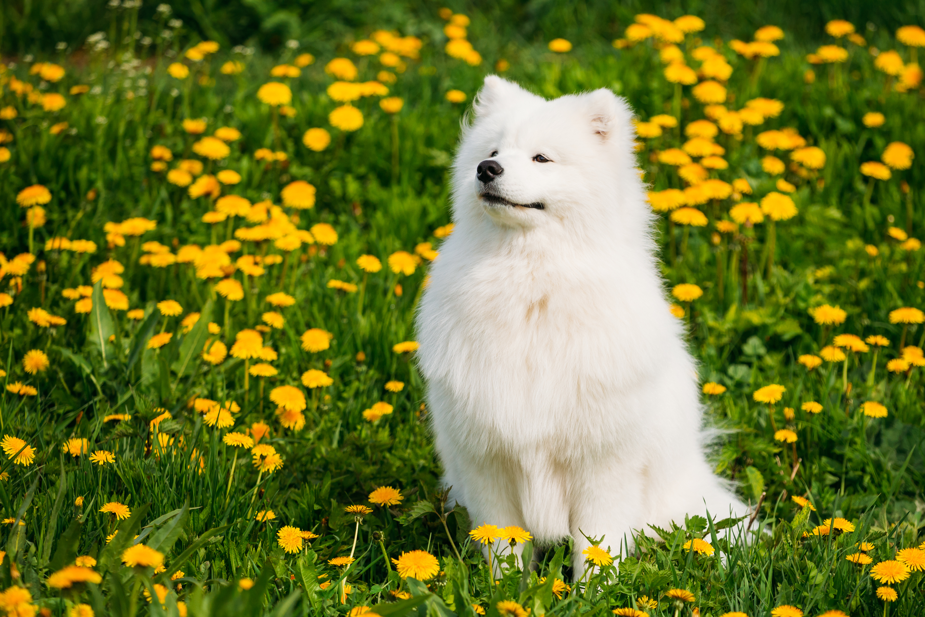 Samoyed dog in a field