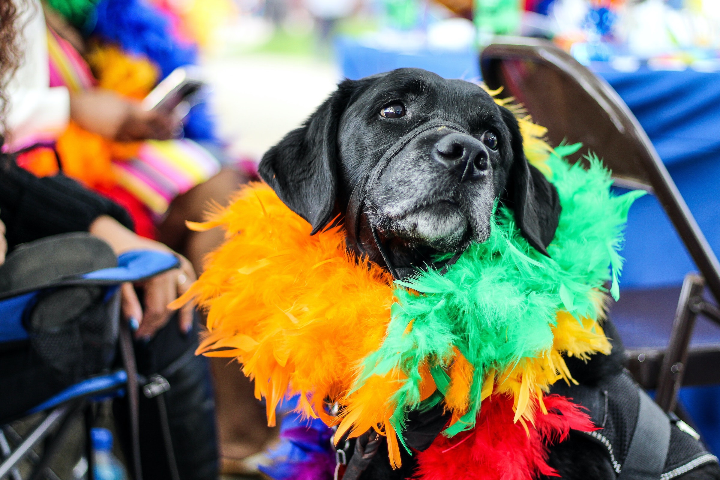 Labradoro retriveris, dalyvaujantis Pride parade, dėvi vaivorykštės plunksnų boa