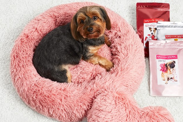 Pet supplies and toys at HSN.com for Valentine's Day.