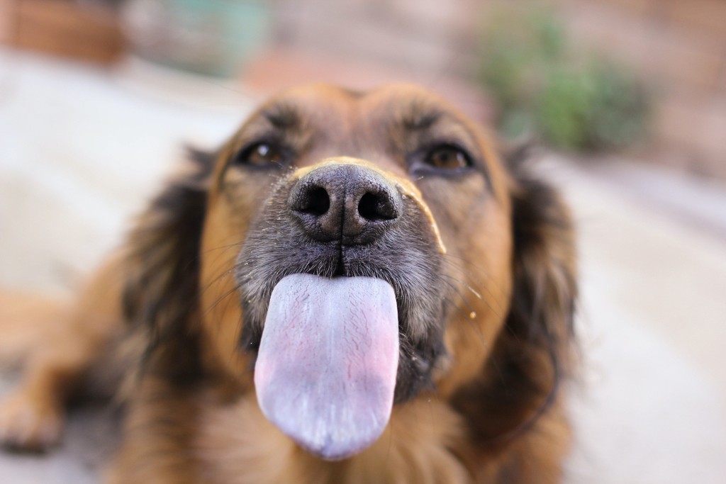 A dog with a graying muzzle displays his tongue.
