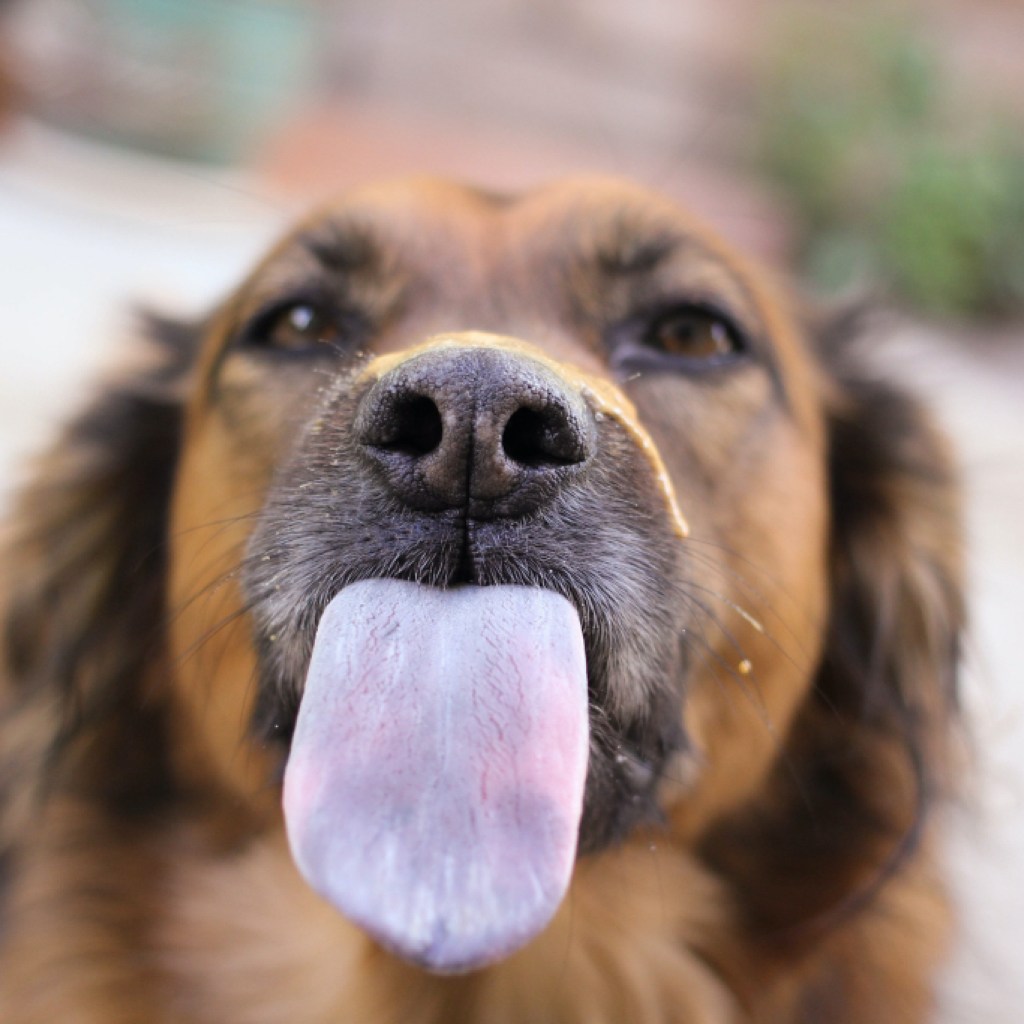A dog with a graying muzzle displays his tongue.
