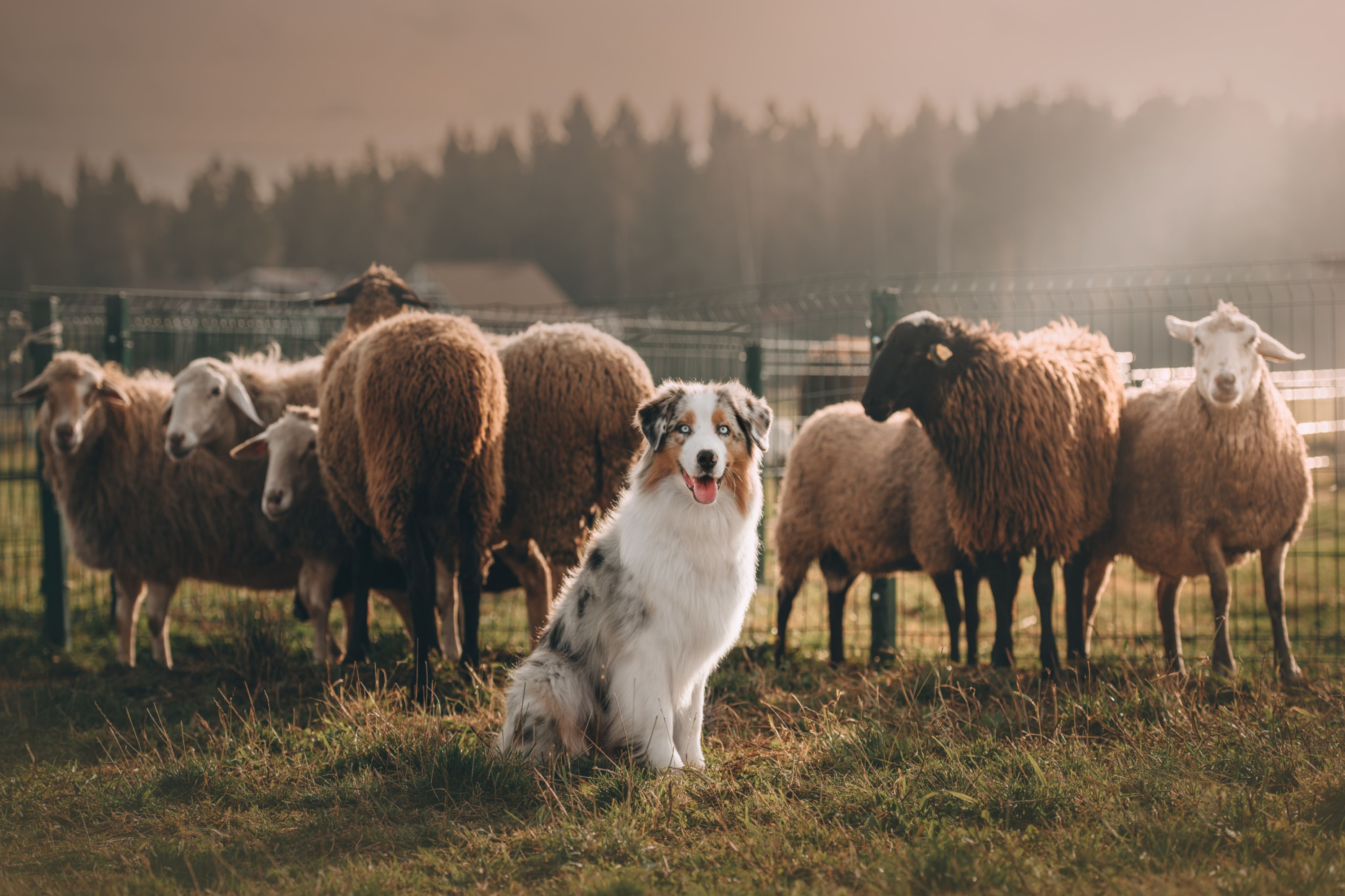 why do dogs herd sheep