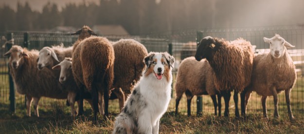 video of sheep playing fetch with dogs dog