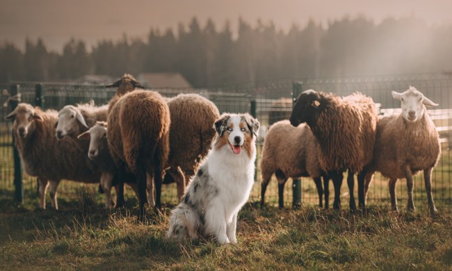 video of sheep playing fetch with dogs dog