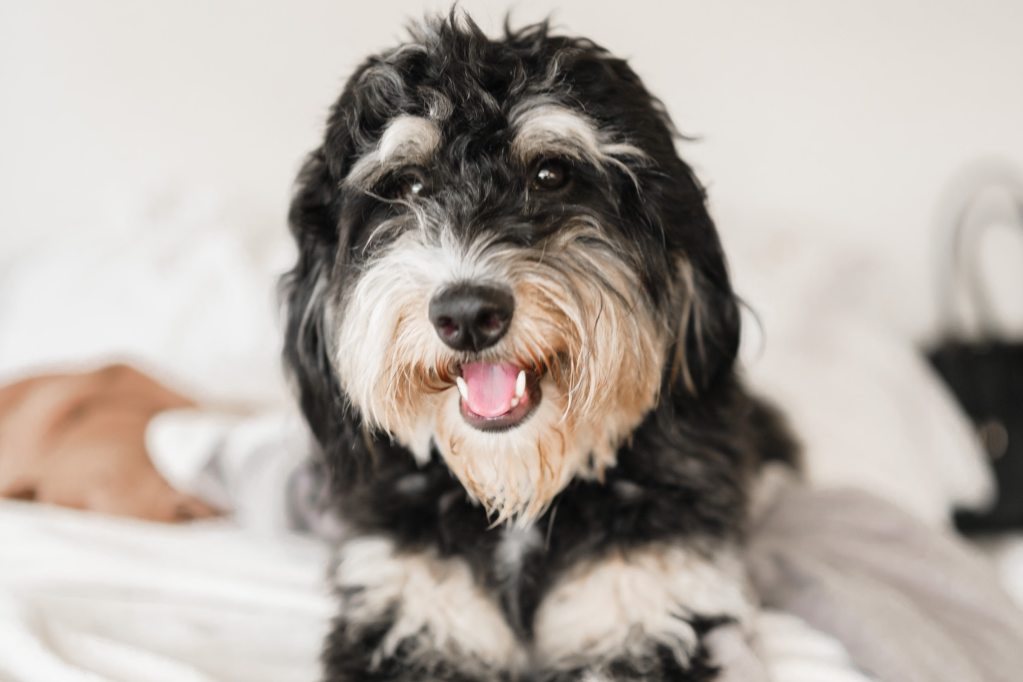Bernedoodle šuo sėdi jų žmogaus lovoje
