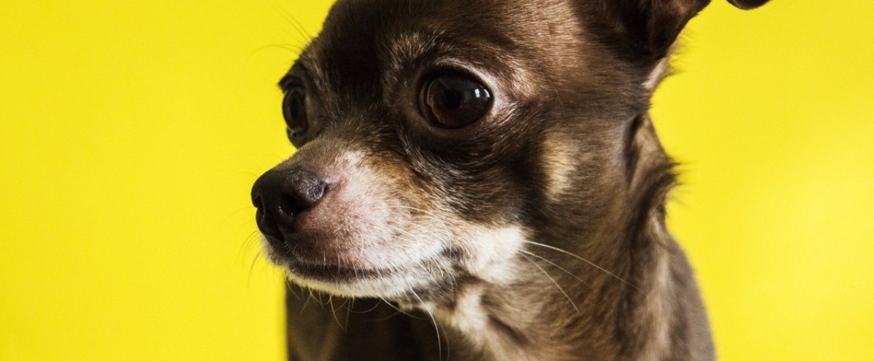 a black chihuahua against a yellow backdrop