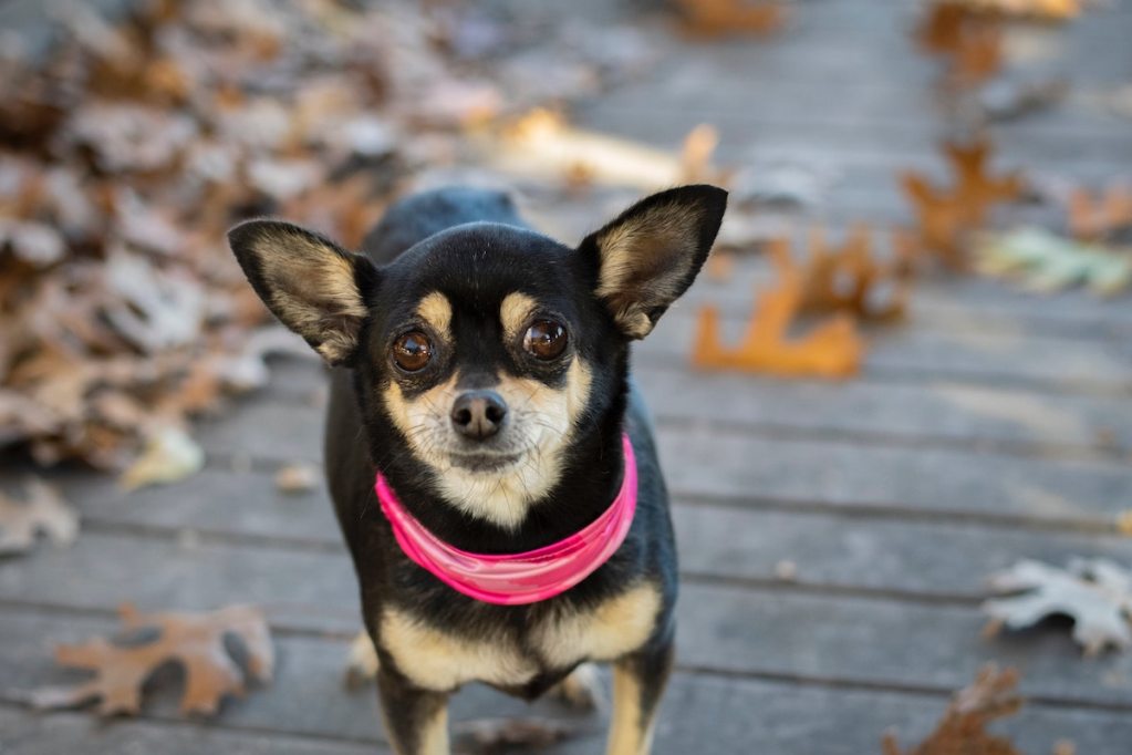 Chihuahua wearing a pink collar stands outside on a deck in fall