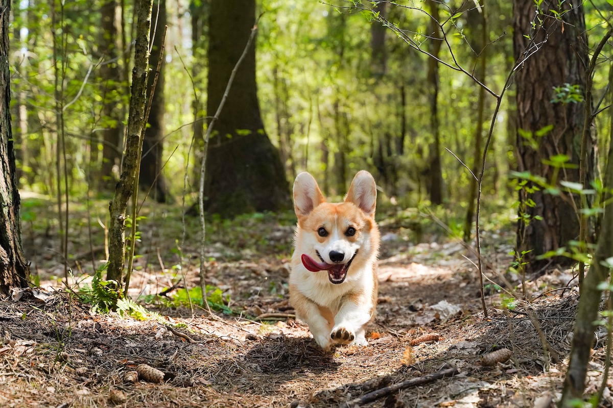 Dog running through the forest with her tongue out
