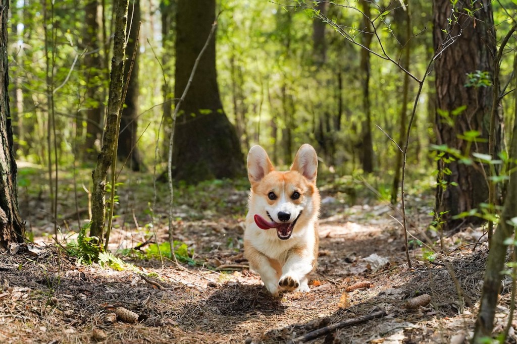 Dog running through the forest with her tongue out