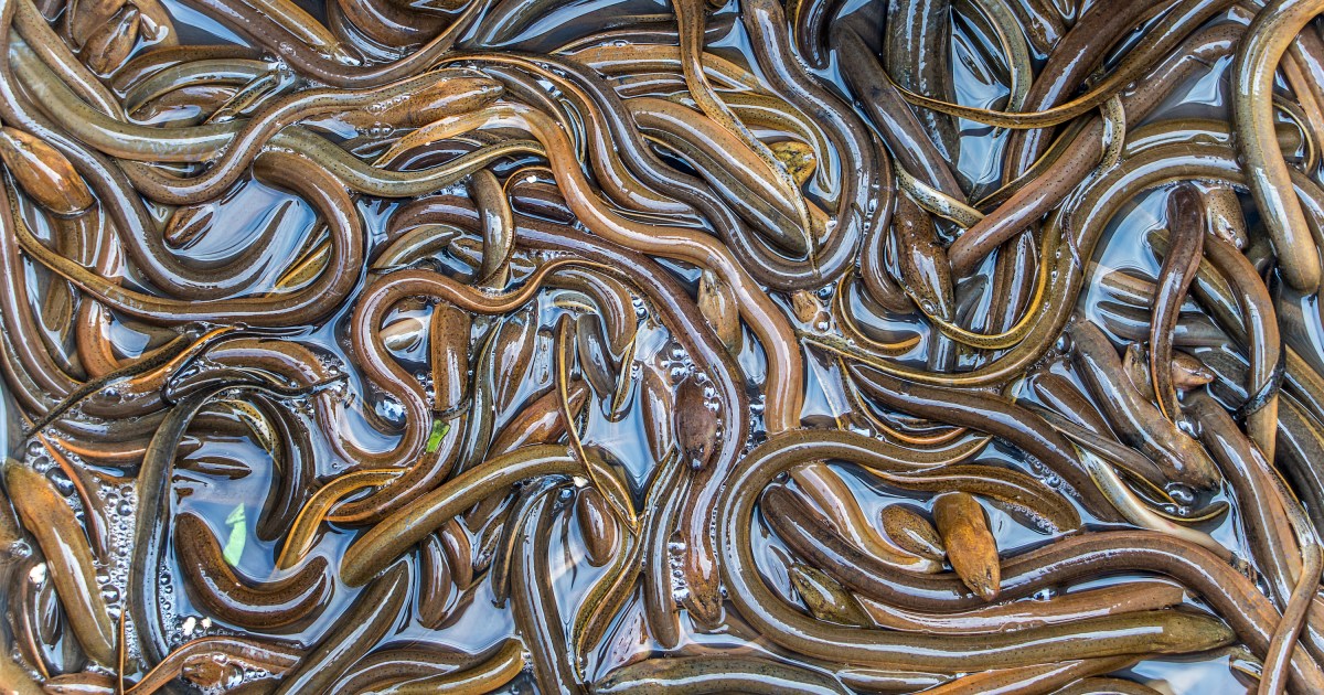 Vaizdo įrašas apie ungurių valgymo laiką yra visiškai siaubingas